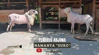 LEBIH BESAR DARI ARJUNA !! KASIH NAMA SIAPA YA ?? Maskot Baru Kolonjono Farm Yogyakarta