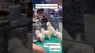 Когда ты счастлив#юмоо#ржака