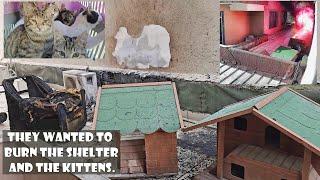 The cruel life that left the man homeless who devoted his life to building shelters for stray cats.