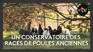 Un conservatoire des races de poules anciennes