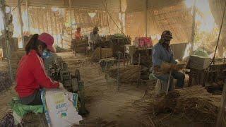 Incense stick production a boost to rural Vietnamese economy