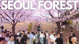 SEOUL KOREA - Cherry Blossoms Fall like Snowfall  SEOUL FOREST | Seoul Cherry Blossom 2023