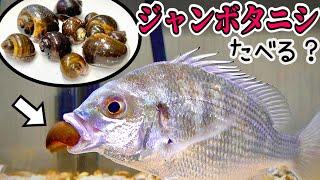 タイがジャンボタニシを食べれば釣り餌に使える？