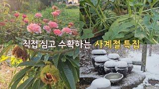 sub) What kind of crops were harvested during each season in Korea?️| Korean countryside life