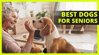 BEST COMPANION DOGS FOR SENIORS | Top 10 dog breeds best suited for senior owners