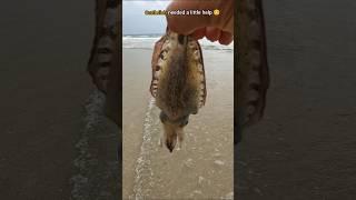 Rescue Mission: Helping cuttlefish find its way home 