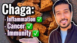 The SURPRISING WAY Chaga Mushrooms Work | How to Take Chaga Mushrooms?