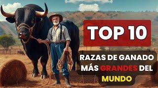 Las 10 razas de ganado más grandes del mundo y sus características #cattlebreeds