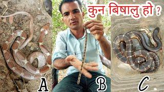  कुन करेट सर्प हो कुन करेट सर्प होइन हेर्नु होला nepal snake rescue team #krait snake