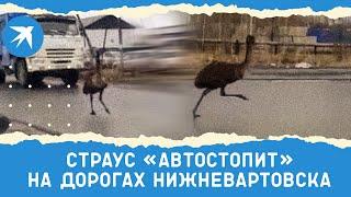 Страус «автостопит» на дорогах Нижневартовска
