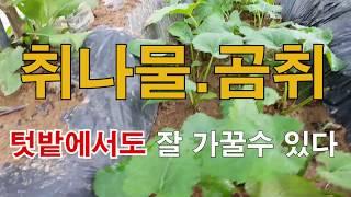취나물 곰취 텃밭에서도 잘가꿀수있다. 주말농장, 텃밭가꾸기, 도시농사, 산채나물, 취나물, 곰취, 곤드레, 참나물