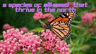 6 Species of Milkweed that Thrive in the North,  Perfect Host Plants for the Monarch Butterfly