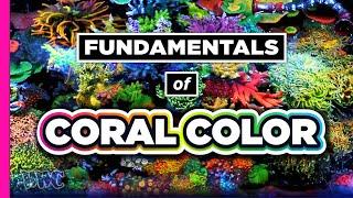 The Basics to Coral Colors!