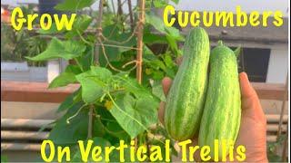 Complete Tutorial On Cucumbers//Grow Organic Cucumber On Vertical Trellis In Grow Bag At Home Garden