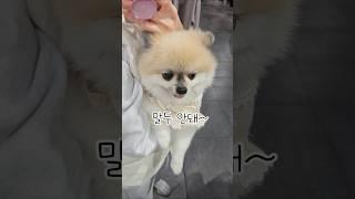 사람인줄 알았는데.. 개실망! #funny #더빙농장 #animals #cutedog #doglover #pomeranian #포메라니안