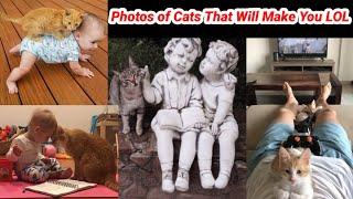 Photos of Cats That Will Make You LOL | #cutecats | funyvideo  | funny video of cats and dogs