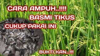 Cara Ampuh basmi tikus sawah terbaru