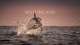 Irish Wildlife, Waves and Landscapes - Amazing Cinematography (2019)