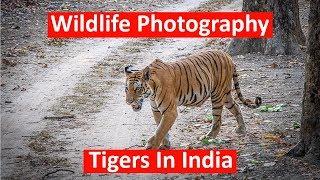 Tiger Safari & Wildlife Photography at Kanha National Park, India