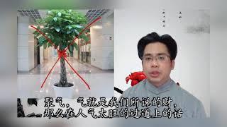 家居风水必须看！发财树位置摆放不对也会散财。