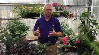 Dipladenia Combination Creation Guide with Jamie Gibson