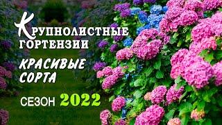 Гортензия крупнолистная. Обзор саженцев