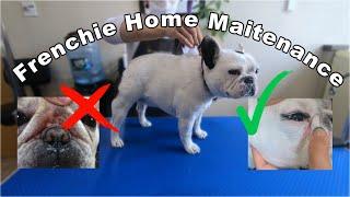 French Bulldog Home Maintenance | Organic | Mavis