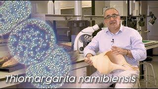 #microBIOscope: bacterias gigantes