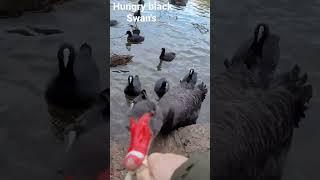 Black Swan's and baby cygnet Canberra Australia