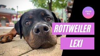 Best Rottweiler Trainers ||| 1 Year Old Rottweiler, Lexi