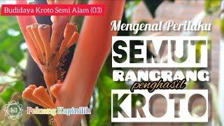 SEMUT RANGRANG PENGHASIL KROTO