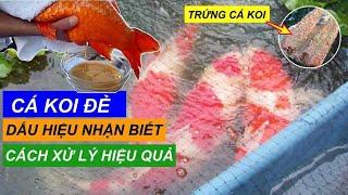 Cá Koi Đẻ Sẽ Như Thế Nào ? Dấu Hiệu Nhận Biết Và Cách Xử Lý Để Nước Trong Cá Khỏe #hocakoi #hokoi