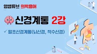 의학용어_신경계통 2교시(뇌신경, 척수신경)