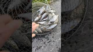 Крутой Улов  Рыбалка  Топ Сезона  Прикольно Интересно и Весело  Полный Садок 