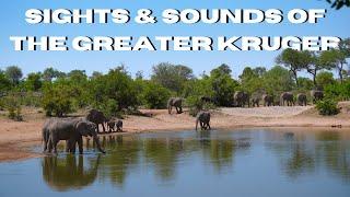 NATURE THERAPY sounds and sights of THE GREATER KRUGER NATIONAL PARK (NO ADS)