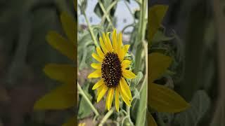 what a beautiful earth #reminder #mustard #seed #amen