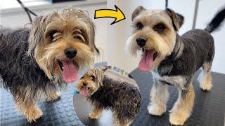 Rescued dog transformation!