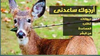 حيوانات طلبت المساعدة من البشر | رد فعل الحيوانات سيصدمك