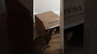 Bengal cat hisses