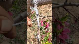 HappyGrowthPlan#SannongCultivationPlan#khedut #tree #shorts #trend