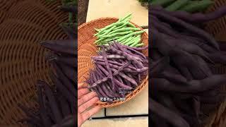 喜欢独处，喜欢简单的生活，喜欢在小院安安静静的种菜#我的小菜园 #蔬菜种植