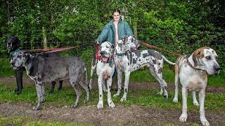 Living With Great Danes