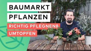 5 Tipps für Baumarkt-Pflanzen🪻🪴Pflege und Umtopfen leicht gemacht!