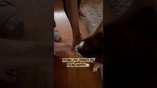 Hands In #dog #dogshorts #doglover #cutedog #pets #fypyoutube #shortsvideo #funnyshorts