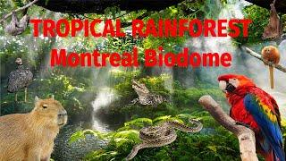 Uncaged Zoo Tours: Tropical Rainforest at the Montreal Biodome ft. CAPYBARAS #uncagedzootours