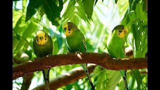 1 Час-Весёлое Пение Волнистых Попугайчиков  1 Hour - Fun Budgerigar Singing.Parrots Sound