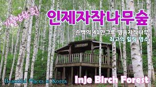 인제자작나무숲 / Inje Birch Forest / 가볼만한 곳 023 / Beautiful Places in Korea / 명품자작나무숲 / 피톤치드 힐링최적지 / 인제여행