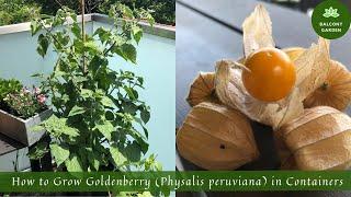 How to Grow Goldenberries (Physalis peruviana) in Containers / on the Balcony | From Seed to Harvest