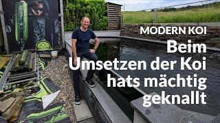 Matthias’ 35.000 Liter Teich mit Panoramascheibe | Modern Koi Blog #6881