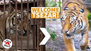 The life changing journey of tiger Tsezar | FOUR PAWS UK